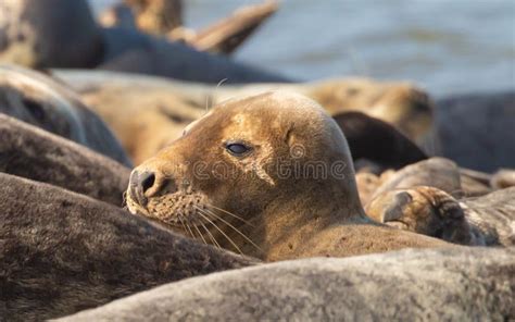Group Of Cute Sea Lions Lying N The Coast Of The Sea Stock Photo