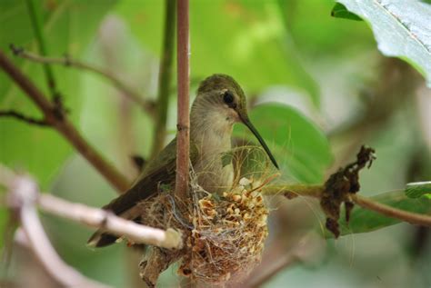 Female Ruby Throated Hummingbird In Her Nest Franklin Park Zoo Boston