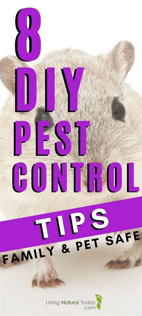 Image courtesy of arvind balaraman/ freedigitalphotos.net. 8 DIY Pest Control Tips That Are Family and Pet Safe in ...