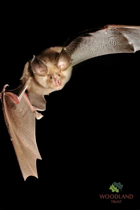 Greater Horseshoe Bat Rhinolophus Ferrumequinum Fact File British