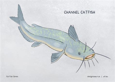 Most catfish live in fresh water habitats all over the world, except antarctica. Free Catfish Drawing, Download Free Clip Art, Free Clip ...