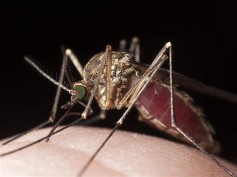 Why Do Mosquitoes Like To Bite You Best Its In Your Genes Morning
