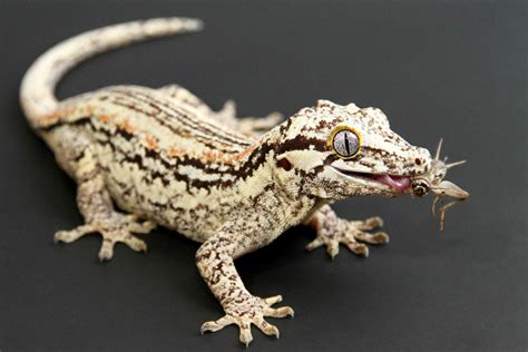 Rare Geckos