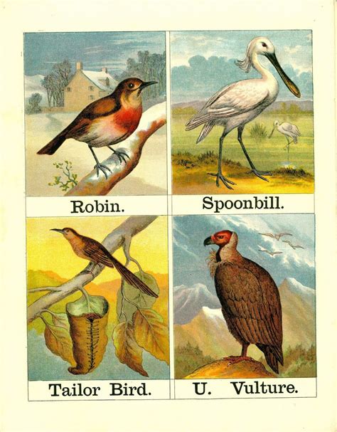 Alphabet Of Birds Birds Pet Birds Magazine Illustration