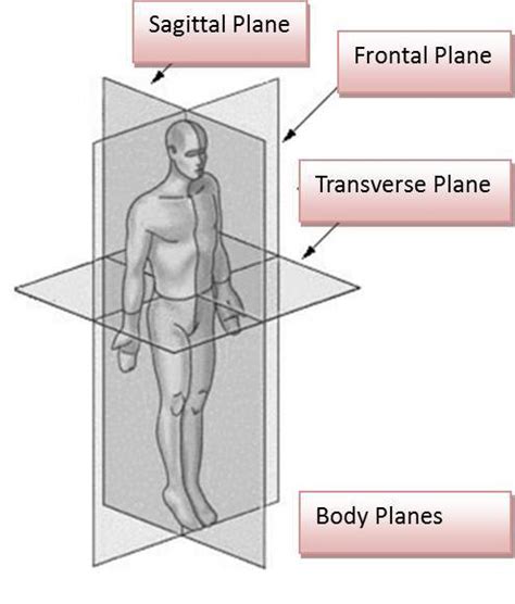 What Are The Three Anatomical Planes Of Movement