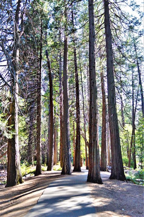 Pine Trees Yosemite National Park California Round The World Magazine