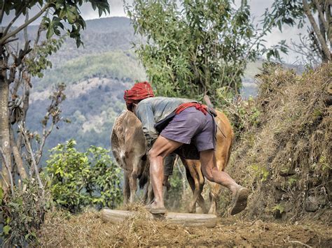 Plowing Nepal Field Photograph By Dan Leffel Fine Art America