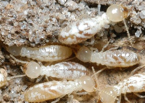 Prevent Termite Swarms From Settling In Houses Mississippi State