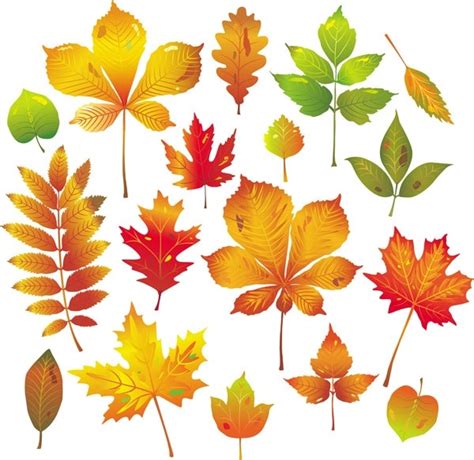 Autumn Leaves Vector Free Vector In Adobe Illustrator Ai Ai Vector