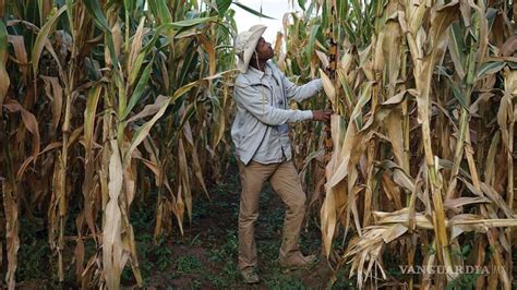 cosecha de maíz en méxico está 35 abajo de la media mundial