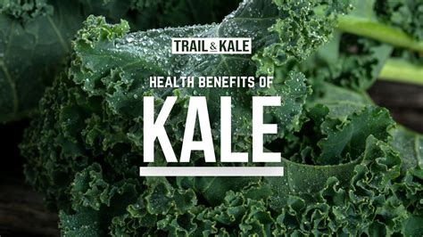 8 Health Benefits Of Kale Plus Nutrition Facts Recipe Ideas