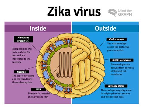 Virus Del Zika El Estudio Premiado Que Arroja Luz Sobre El Futuro