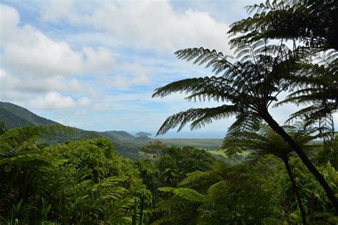 Australia Queensland Daintree Rainforest