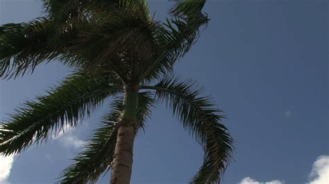 Slow Waving Palm Tree Branches Stock Footage Sbv 300154382 Storyblocks