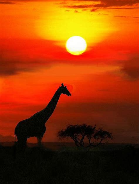 Giraffe Masai Mara Sunset African Sunset Giraffe Sunset