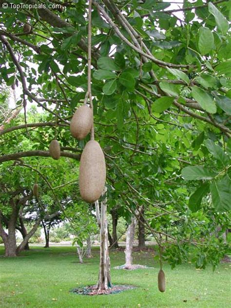 Sausage Tree Florida Food Ideas