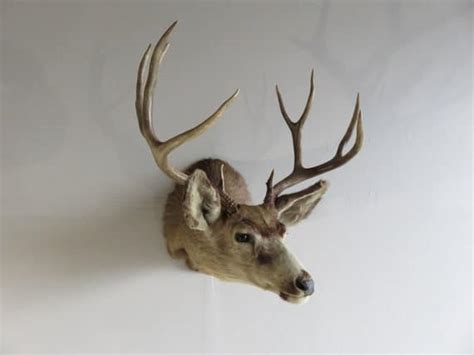 5 Different Deer Taxidermy Options And Their Costs Bradley Smokers