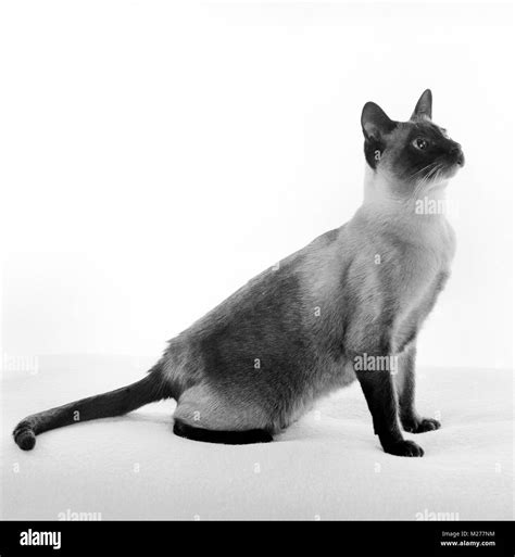 Seal Point Siamese Cat Sitting Up In Studio Stock Photo Alamy