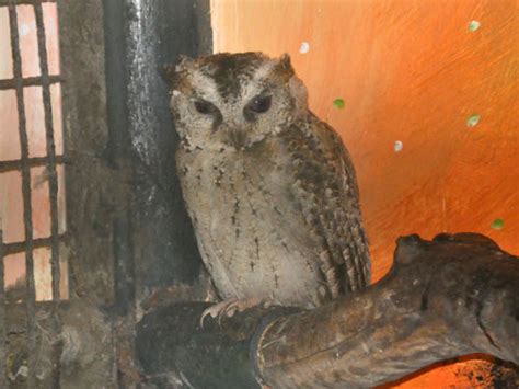 Otus Gurneyi Giant Scops Owl In Zoos
