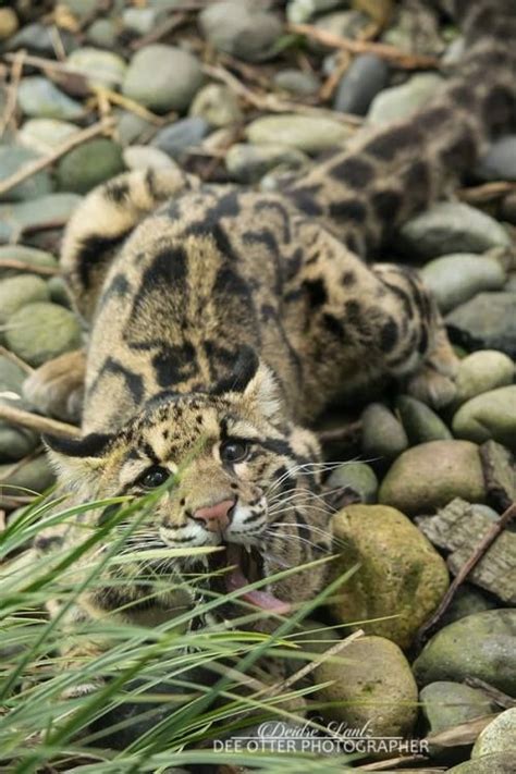 Pin On Clouded Leopards Ocelots Caracals