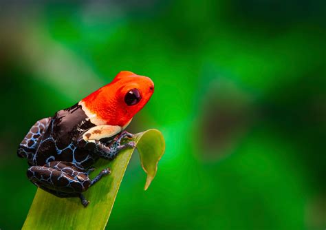 13 Interesting Poison Dart Frogs Facts Rainforest Cruises