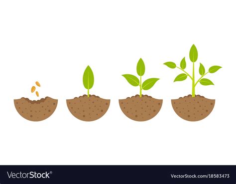 Growing Plant In Process On White Background Vector Image