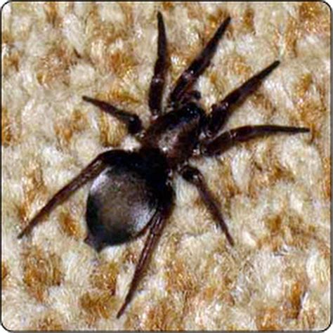 Spiders Of Oregon Whats Lurking In Your Home Or Garden Spider