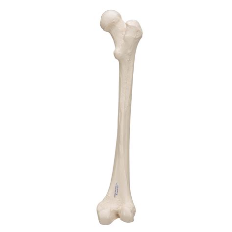 Human Femur 3b Smart Anatomy 1019360 3b Scientific A351 Leg