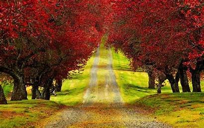 Trees Fall Wallpapers Autumn Tree 3d Nature