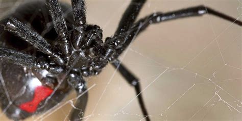 Black Widow Spider Bite Consequences Business Insider