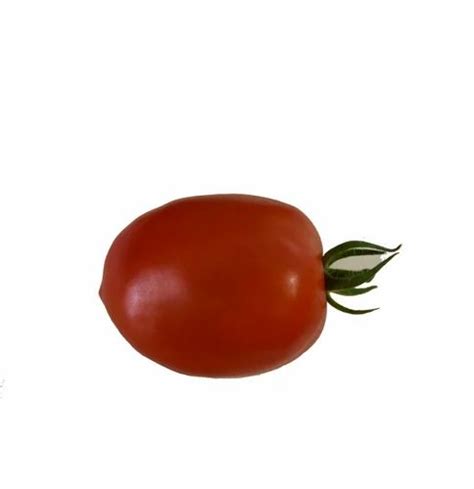Rijk Zwaan Red Nowara Hybrid Tomato Seeds Pack Type Packet Packaging