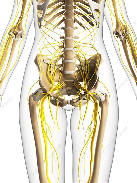 Female Nervous System Artwork Stock Image F0067654 Science