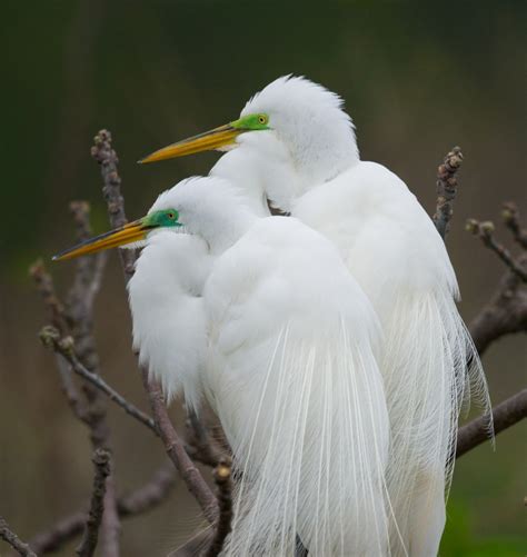 Nesting Pair Of Great Egrets Bob Rehak Photography