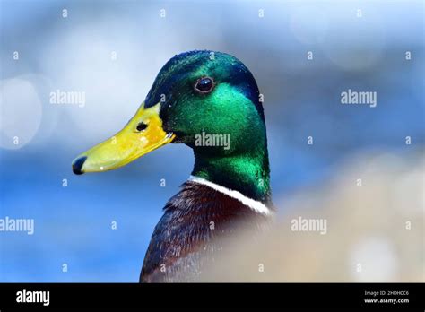 Mallard Duck Mallard Ducks Stock Photo Alamy