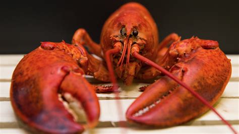 Canada Allows First Nations To Drop 50 More Lobster Traps In Nova