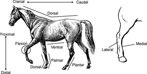 Joint, Tendon, Ligament, Bone, and Foot Problems