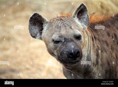 Spotted Hyena Female Hi Res Stock Photography And Images Alamy