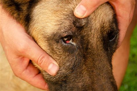 4 Types Of Eye Infection In Dogs With Home Remedies Az Animals