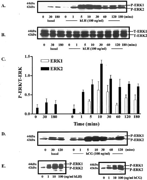Figure 1 From Requirement For ERK1 2 Activation In The Regulation Of