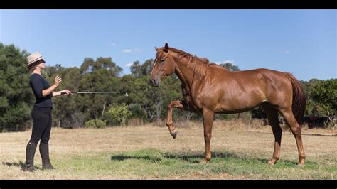 Extending To The Spanish Walk Horsemanship Horse Training Tutorial