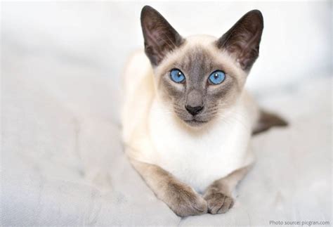 Interesting Facts About Siamese Cats Just Fun Facts