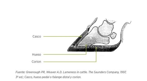 Bases Anatómicas De La Pezuña Bovina