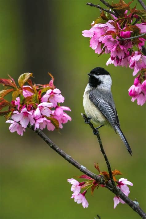 Chickadee Spring Cherry Blossoms