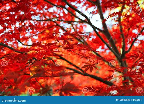 Bright Red Japanese Maple Or Acer Palmatum Leaves On The Autumn Garden