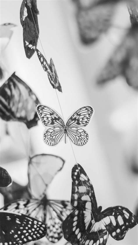 Colorful Beautiful Black and White Butterfly Wallpaper for Desktop and