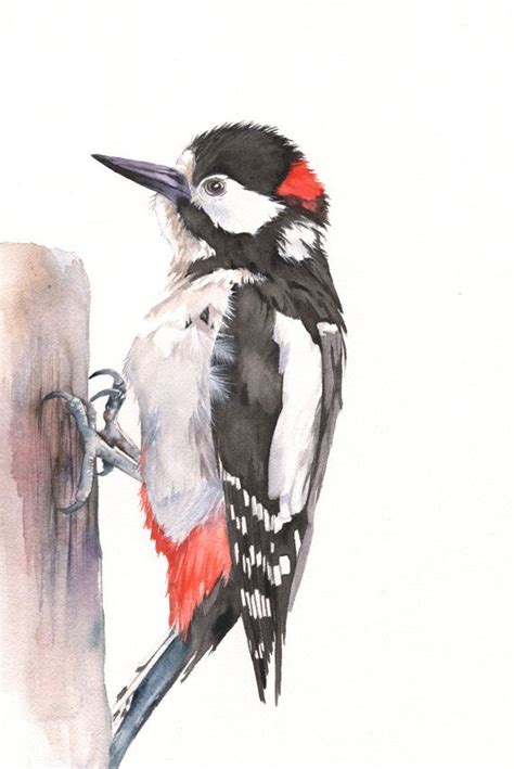 Woodpecker Watercolour Print A4 Size Wp5515 Woodpecker Print