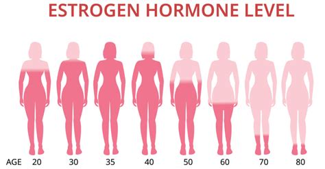 Estrogen Hormone What You Need To Know Higher Health
