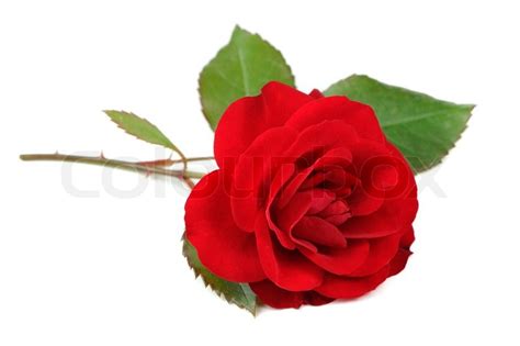 Beautiful Red Rose Isolated On White Stock Photo Colourbox