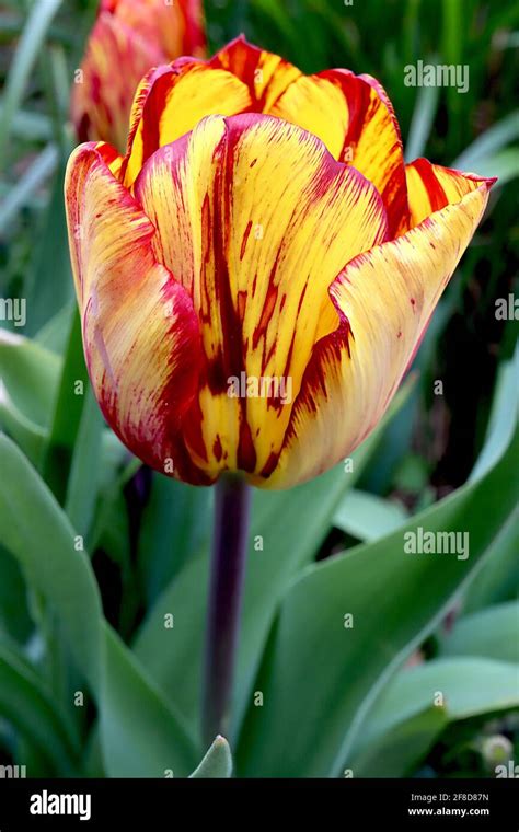 tulipa ‘royal sovereign rembrandt 9 royal sovereign tulip yellow flowers with irregular red