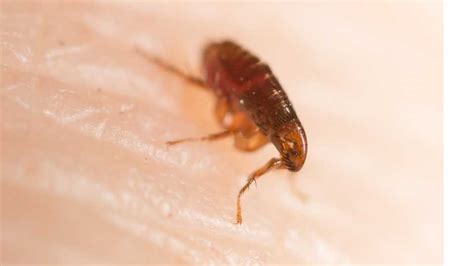 How Long Do Fleas Live